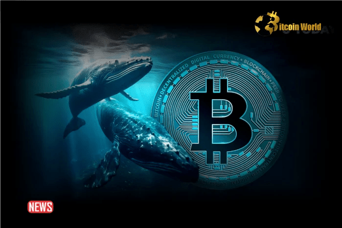 btc-whale-3.png