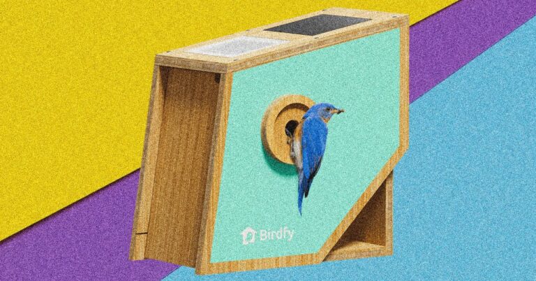 Birdfy-Nest-Polygon-Smart-Birdhouse_052025_Lede.jpg