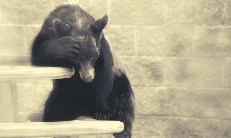 btc_bear_cover.jpg