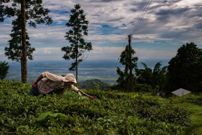 sparsh-alt-carbon-darjeeling.jpg