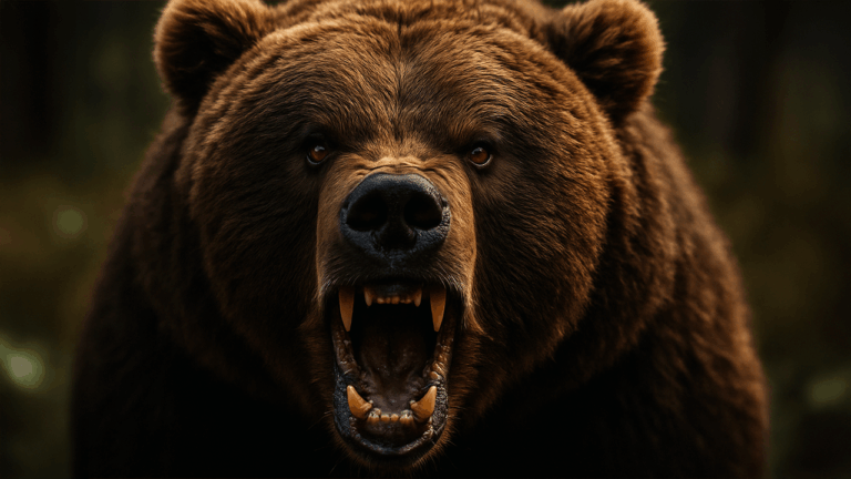 bearsssd.png