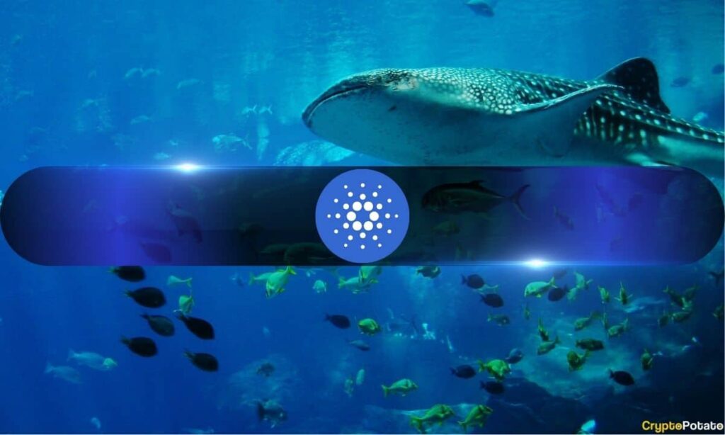 Cardano_Whale.jpg