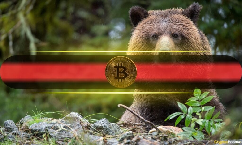 Bitcoin_Bear.jpg