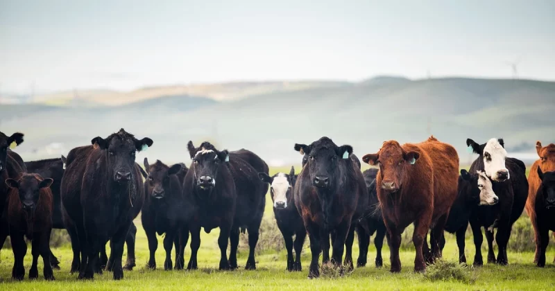 taking-stock-exploring-u-s-cow-herd-composition-1-800x420.jpeg