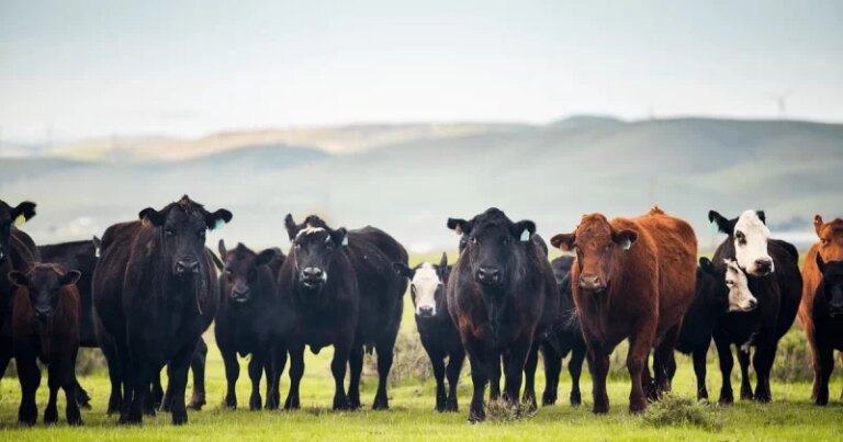 taking-stock-exploring-u-s-cow-herd-composition-2-1-800x420.jpeg