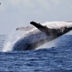 whale-dumps-100m-eth-short-pivots-to-13-4m-bitcoin-bet-at-20x-leverage.jpg