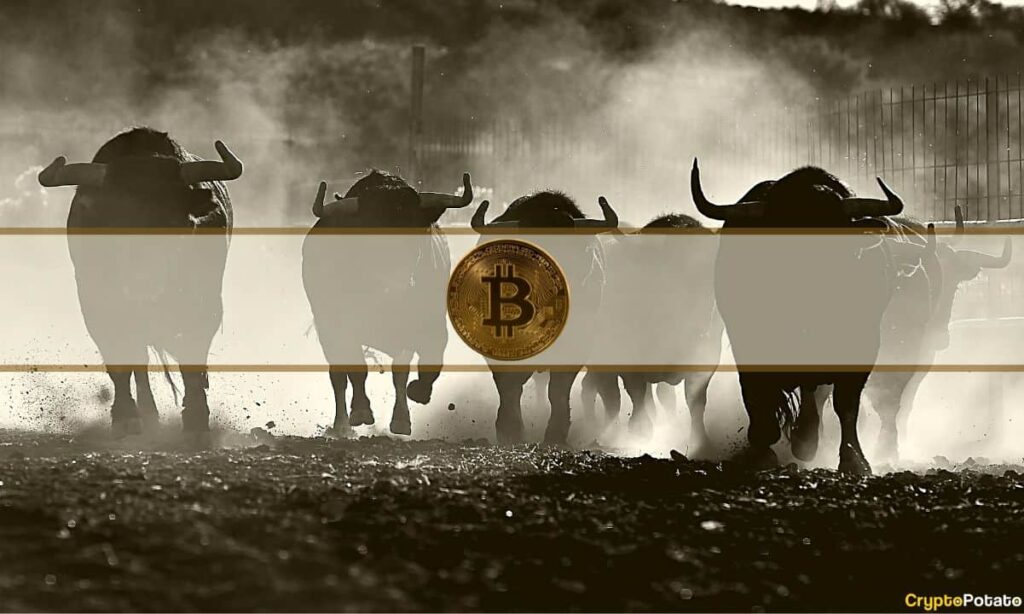 Bitcoin_Bulls.jpg