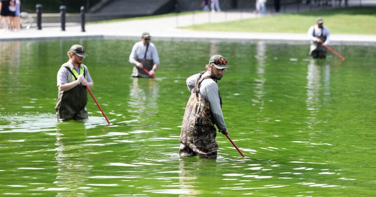 Reflecting-Pool-Full-of-Algae-Science-2281587520.jpg