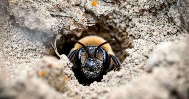 andrena-regularis-bee-east-lawn-cemetery.jpg
