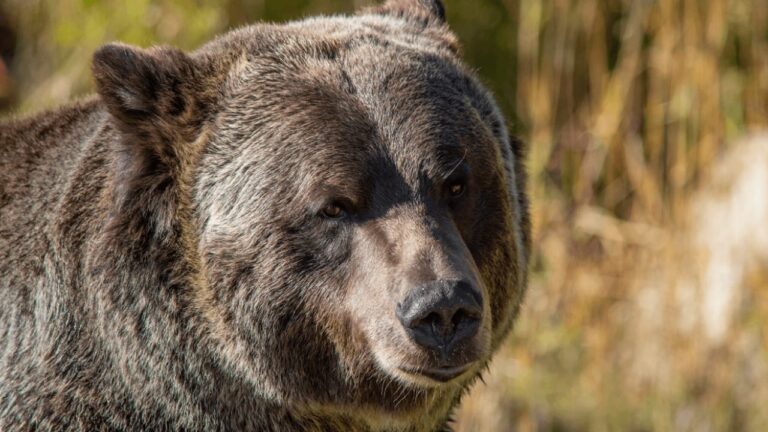 grayscale-bitcoin-bear-market.jpg