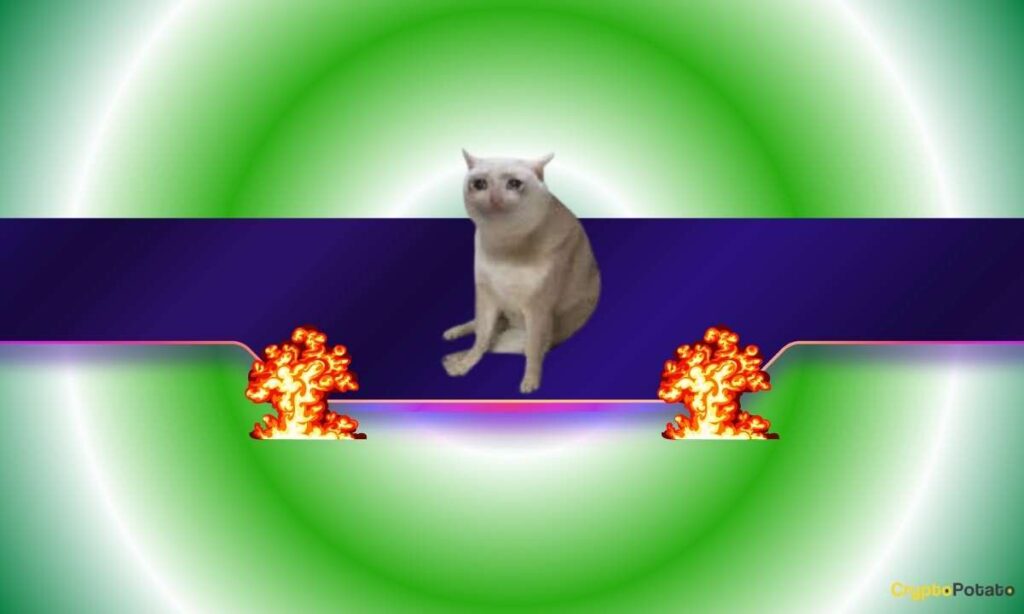 CASHCAT_CB.jpg