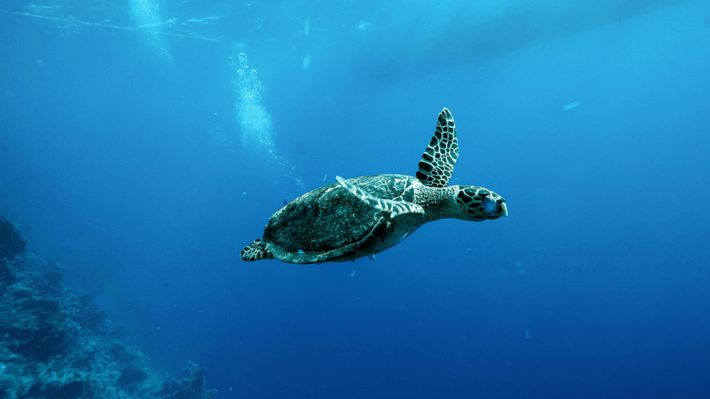 china-warns-of-spy-turtles-fitted-with-sensors-in-its-territorial-waters.png