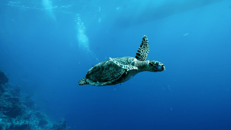 china-warns-of-spy-turtles-fitted-with-sensors-in-its-territorial-waters.png