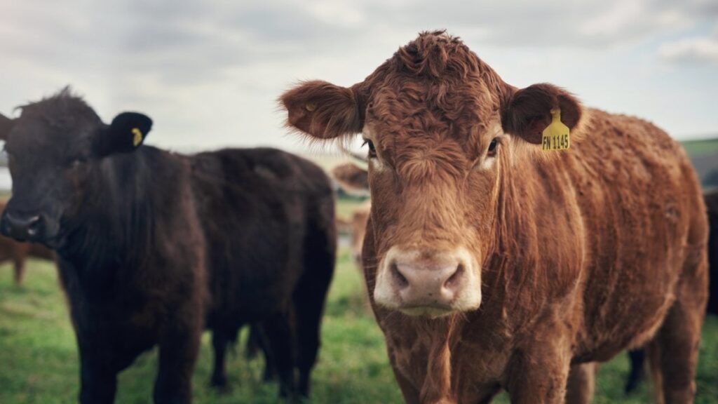 cowbrazil.jpg