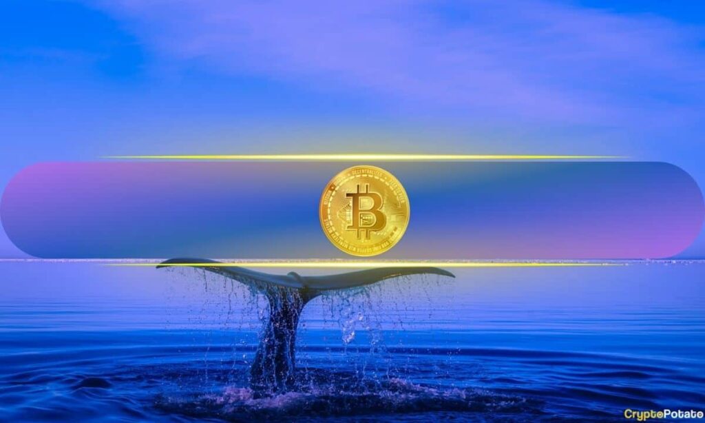 Bitcoin_Whale-1.jpg