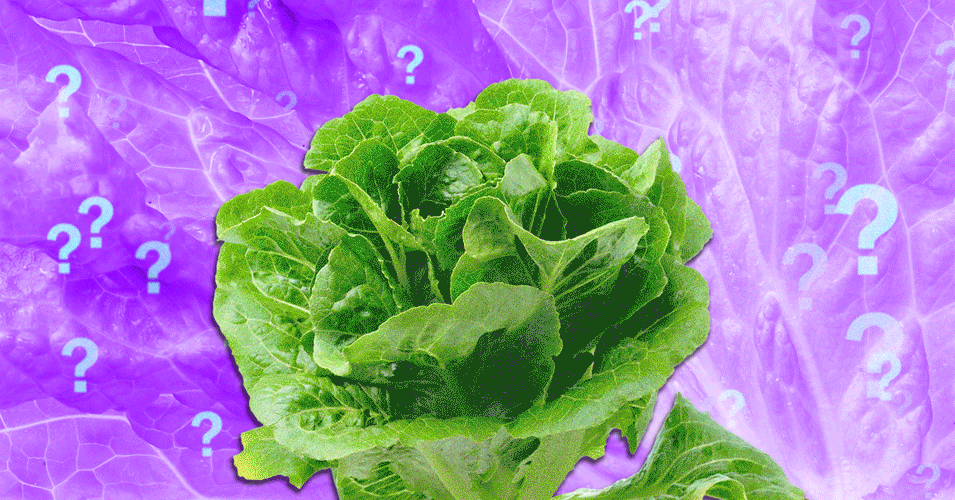 Lettuce-.gif