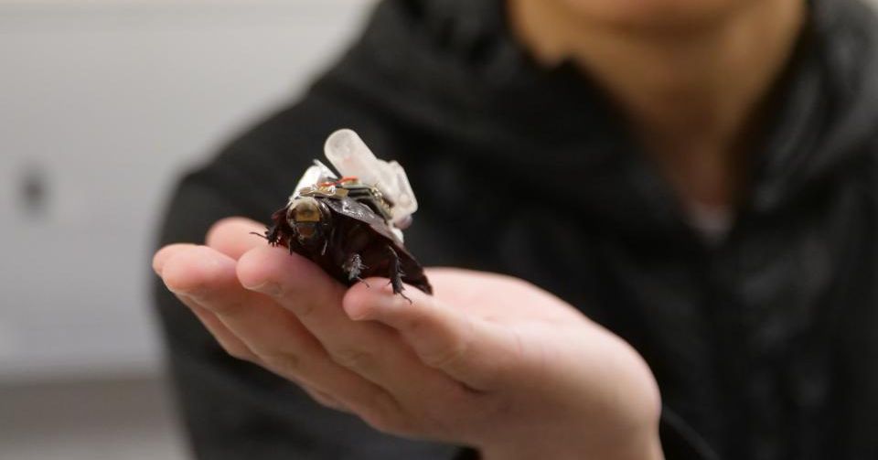 eait-mda-2026-cyborg-cockroach-16.jpg