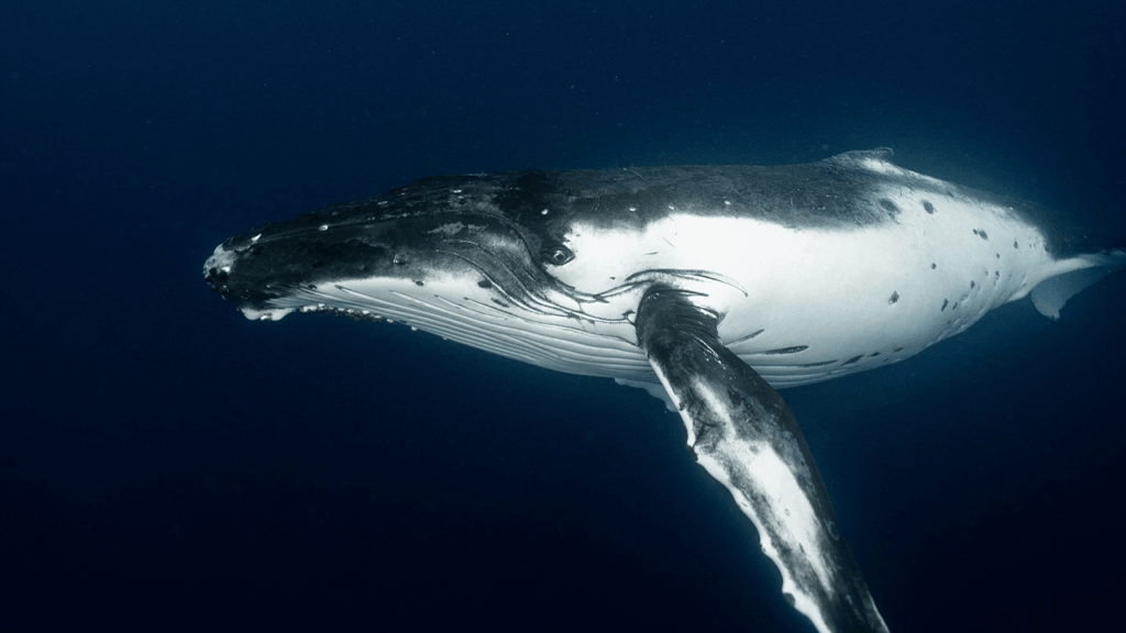 satoshi-era-bitcoin-whale-awakens-moves-48m-in-vintage-btc.png