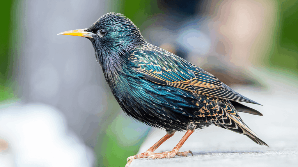 birds-across-europe-flee-sooner-when-a-woman-approaches-than-a-man-and-scientists-have-no-idea-why.p.png