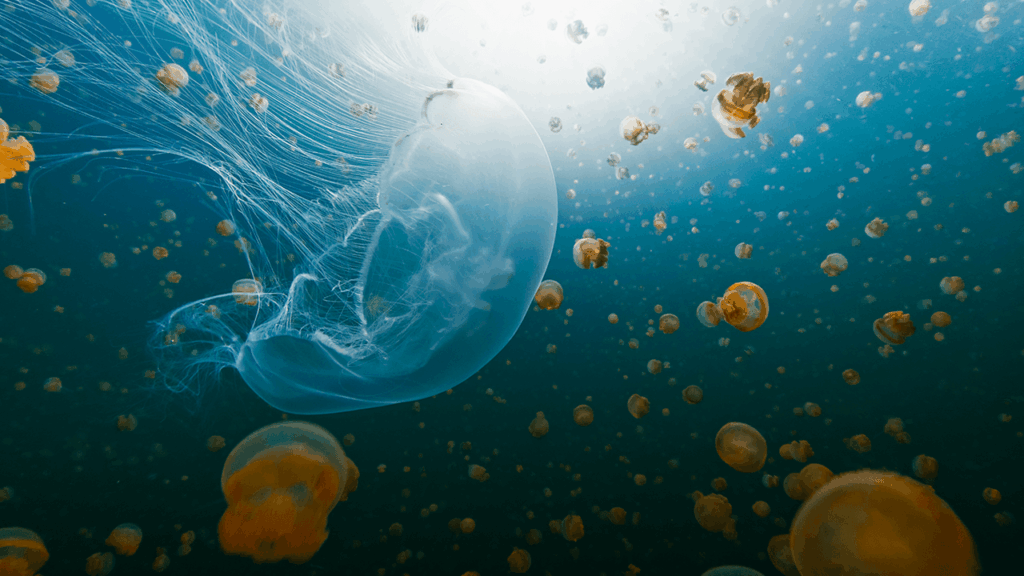 nasa-sent-thousands-of-jellyfish-to-space-in-1991-the-babies-born-up-there-couldnt-handle-earth.png