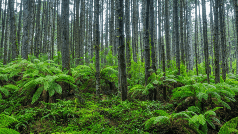 scientists-stumbled-back-onto-a-forest-experiment-abandoned-for-30-years-and-the-results-stunned-the.png