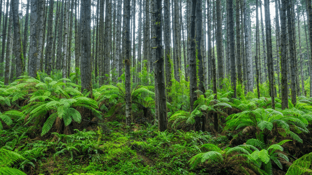 scientists-stumbled-back-onto-a-forest-experiment-abandoned-for-30-years-and-the-results-stunned-the.png